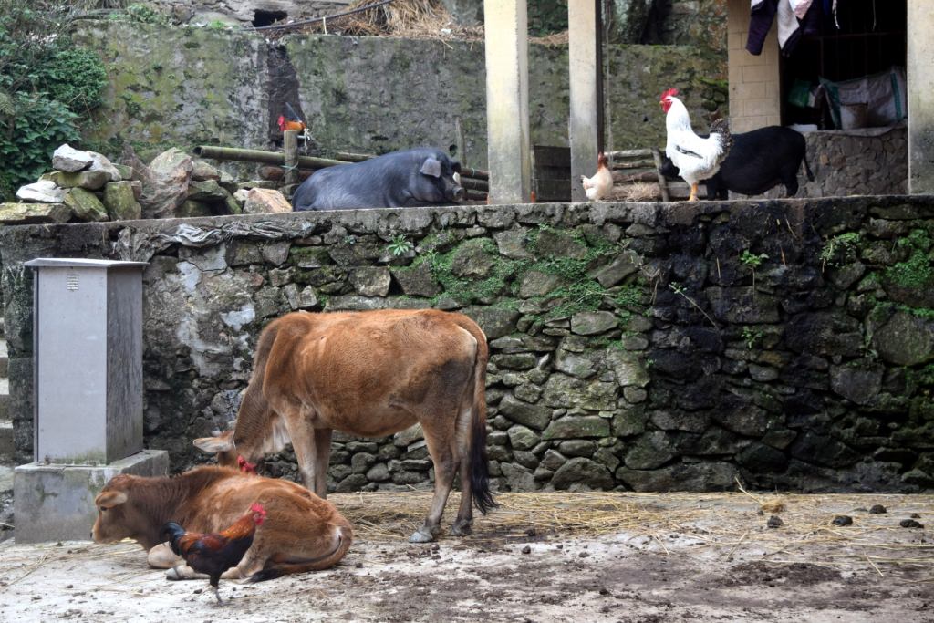 הפרות, החזירים, התרנגולים והכלבים מסתובבים חופשי בכפרים (צילום: טל ניצן)