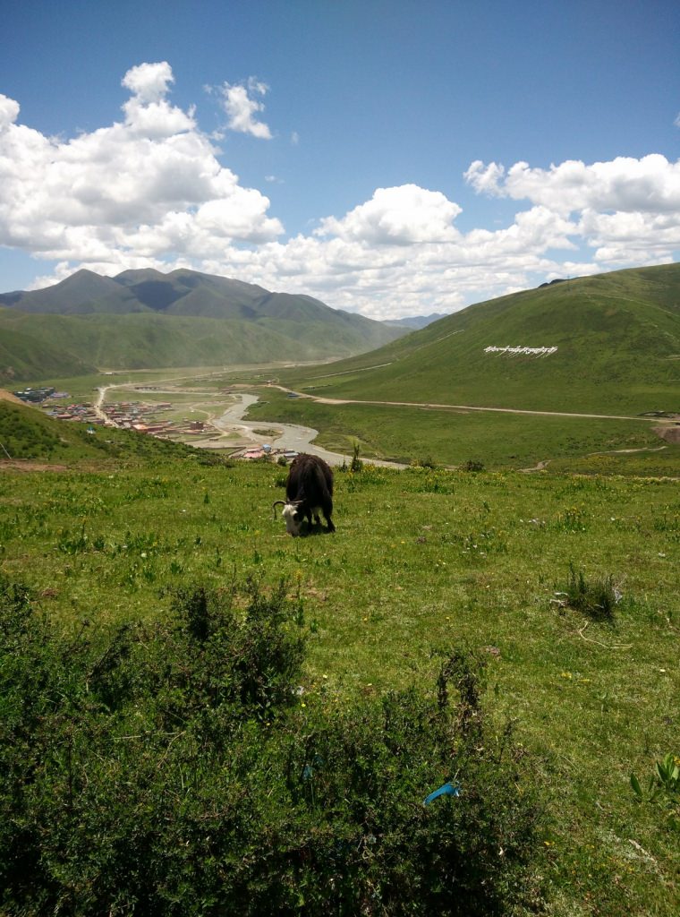 יאק רועה באחו על רקע עמק נהר סה-צ'ו (צילום: חיים קלאי)