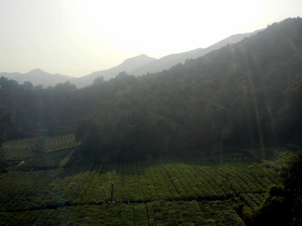מחלון הרכבל נשקפים מטעי התה של האזור (צילום: סרפין טולט)