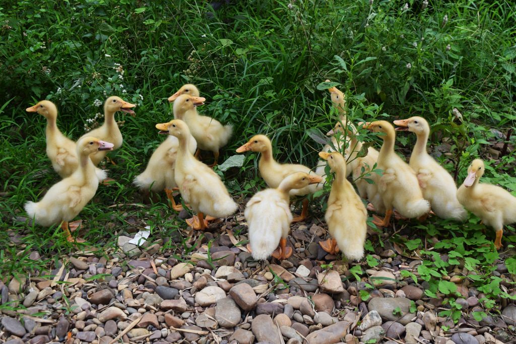 אפרוחי ברווז מסתובבים חופשי בדה-חה-ביי (צילום: טל ניצן)